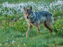 Grey wolf in Finland.