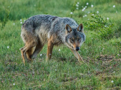Grey wolf in Finland.