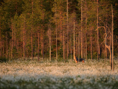 Grey wolf in Finland.