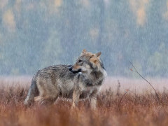 Grey wolf in Finland.