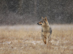 Grey wolf in Finland