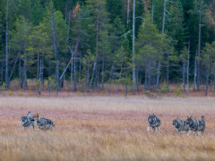 Grey wolf pack in Finland.