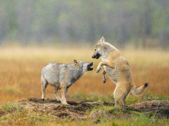 Grey wolf in Finland