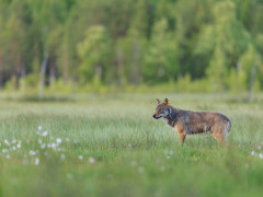 Grey wolf in Finland.