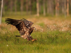 Juvenile white-tailed eagle in Finland.