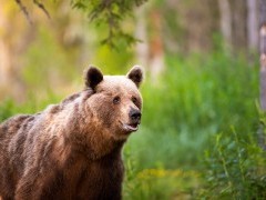 European brown bear in Finland