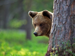 Brown bear in Finland.