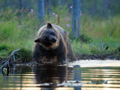 Brown bear in Finland.