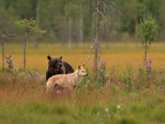 European brown bear and Eurasian wolf in Finland.