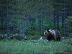 European brown bear in Finland.
