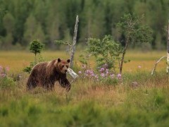 European brown bear in Finland.