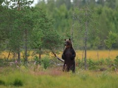 European brown bear in Finland.