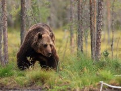 European brown bear in Finland.