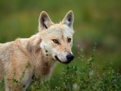 Grey wolf in Finland.