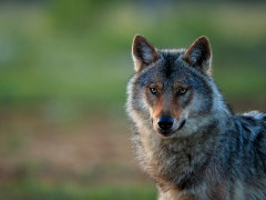 Grey wolf in Finland.