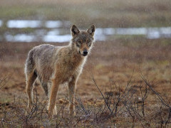 Grey wolf in Finland.