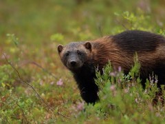 Wolverine in Finland.