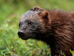 Wolverine in Finland.