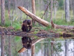 Wolverine in Finland.