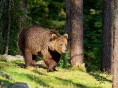 Brown bear in Finland.