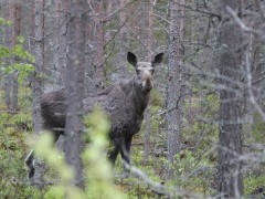 Moose in Finland.