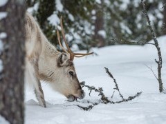 Reindeer in Finland