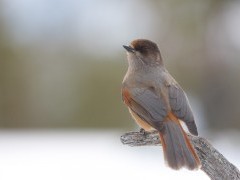 Siberian jay in Finland