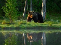 Brown bear in Finland