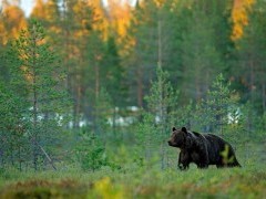 Brown bear in Finland