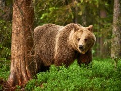 Brown bear in Finland