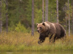Brown bear in Finland