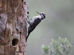 Three-toed woodpecker in Finland