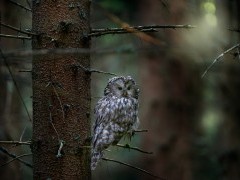 Ural owl in Finland