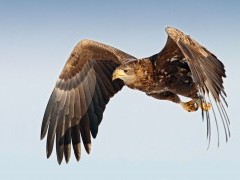 White-tailed eagle in Finland
