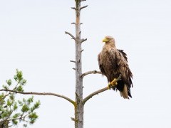 White-tailed eagle in Finland
