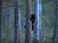 Wolverine in Finland.