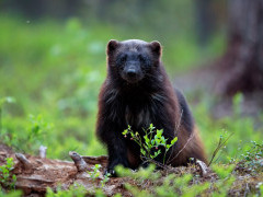 Wolverine in Finland.