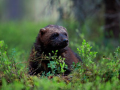Wolverine in Finland.