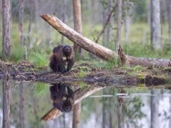 Wolverine in Finland.