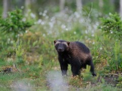 Wolverine in Finland