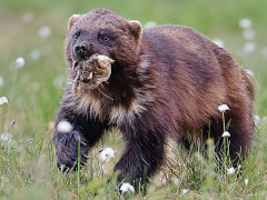 Wolverine in Finland.