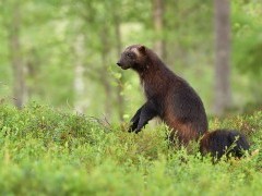 Wolverine in Finland