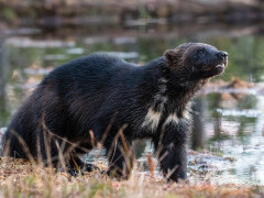 Wolverine in Finland.