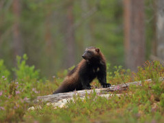 Wolverine in Finland.