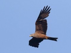 Black kite.