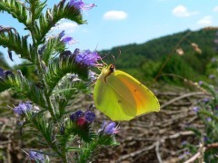 Cleopatra butterfly.