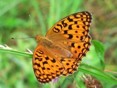 High brown fritillary.