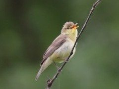 Melodious warbler.