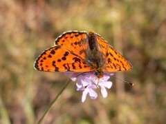 Spotted fritillary.