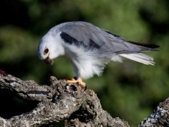 Black-shouldered kite